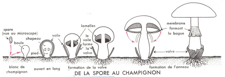 La reproduction des champignons - Sexué et Asexué !